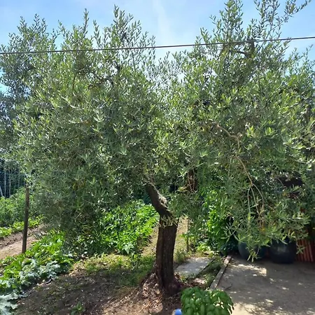 La Casa Dell'olivo פשיה
